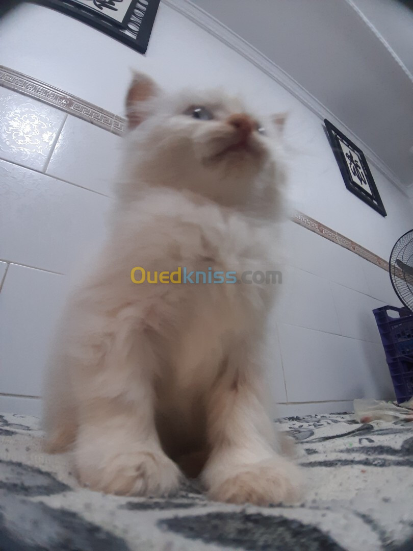 Chat PERSAN Fild mâle de 3 mois