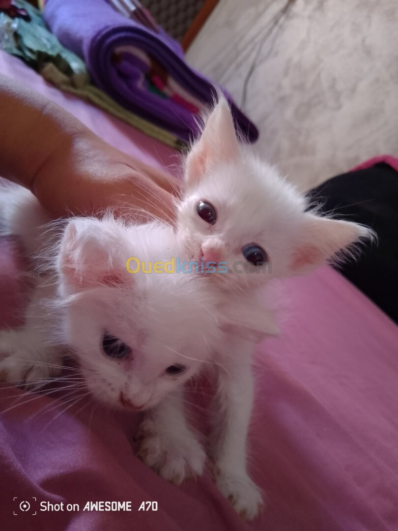 Chats angora Turk blanc pour réservation 