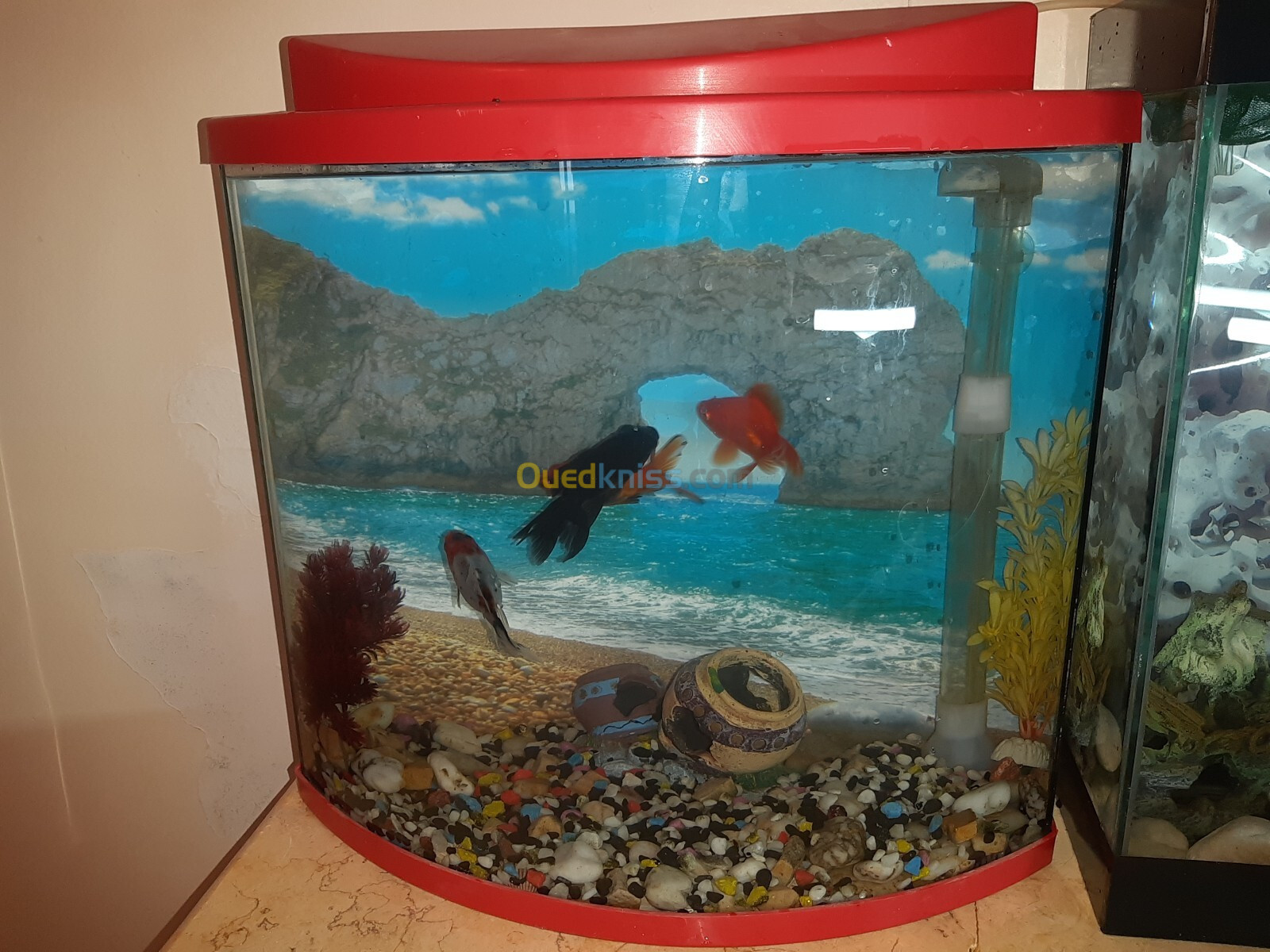 Aquarium façade bombée 40 litres 