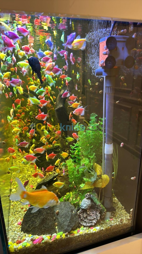 Entretien et nettoyage des Aquarium Grand Model 