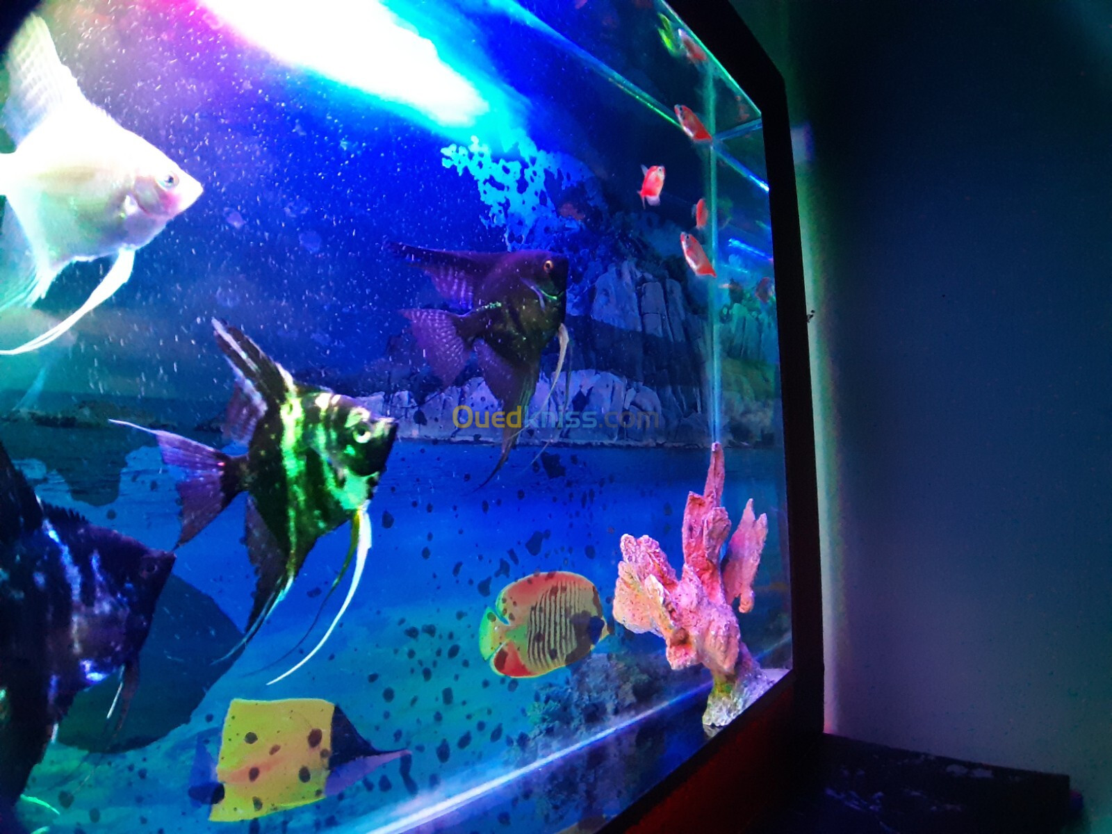 Aquarium plasma 80cm avec 11 Poissons et équipements 