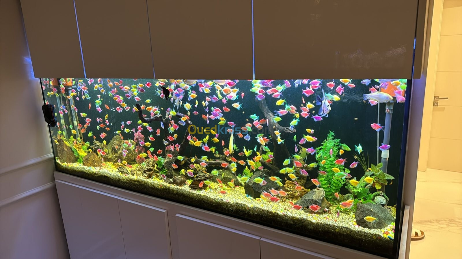 Entretien et nettoyage des Aquarium Grand Model 