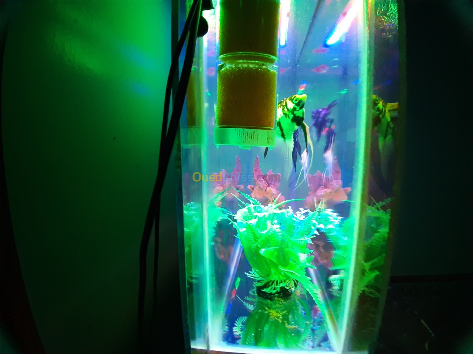 Aquarium plasma 80cm avec 11 Poissons et équipements 