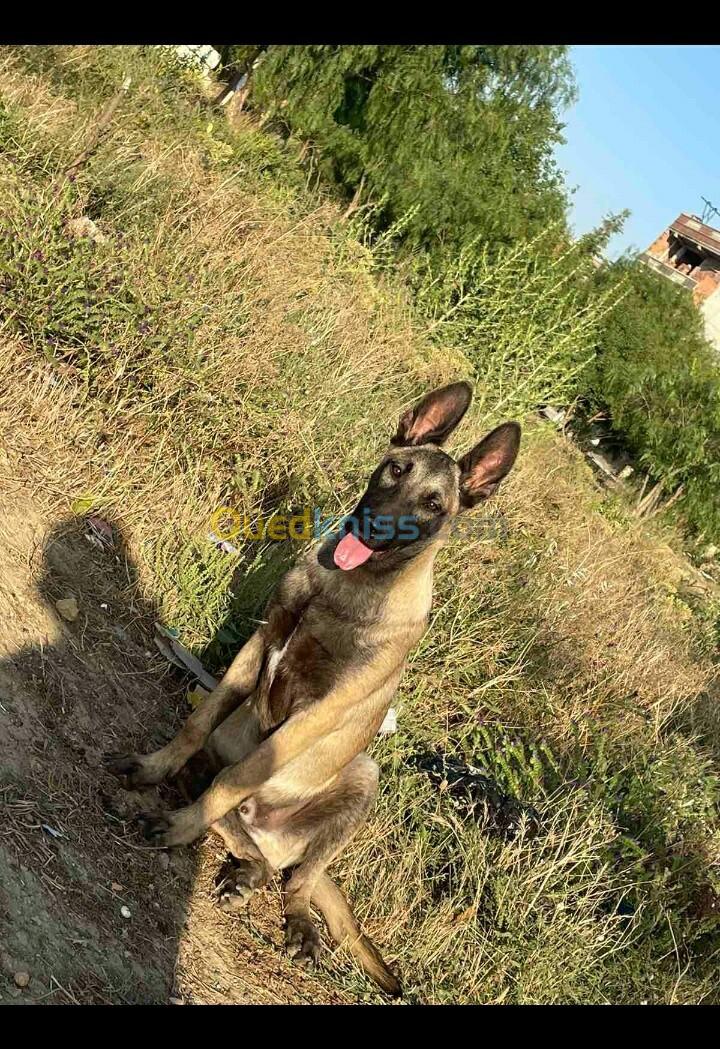 berger malinois