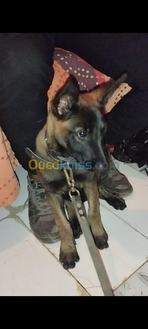 Chien Malinois femelle 