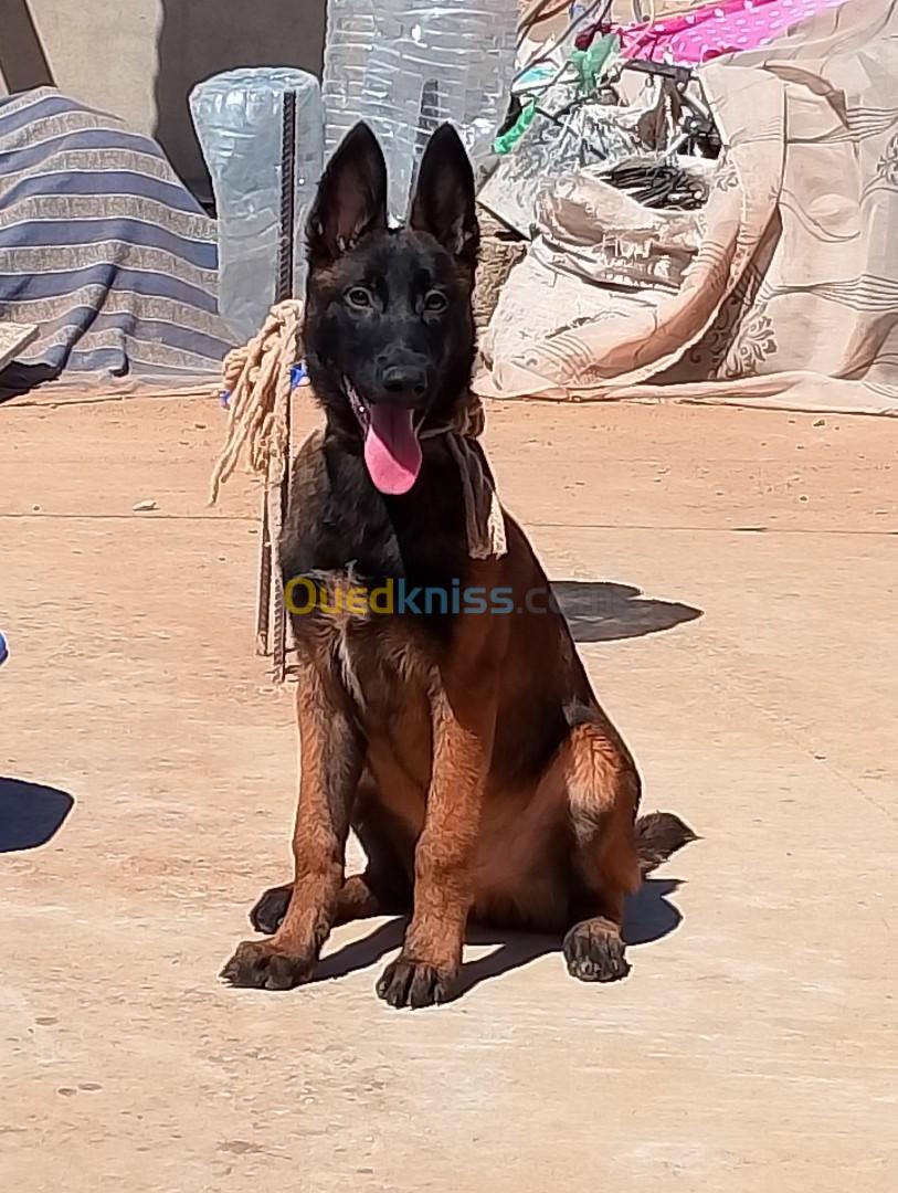 Malinois charbonné 