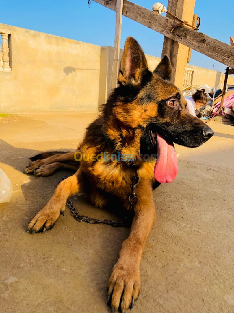 Chien berger allemand bon caractère 