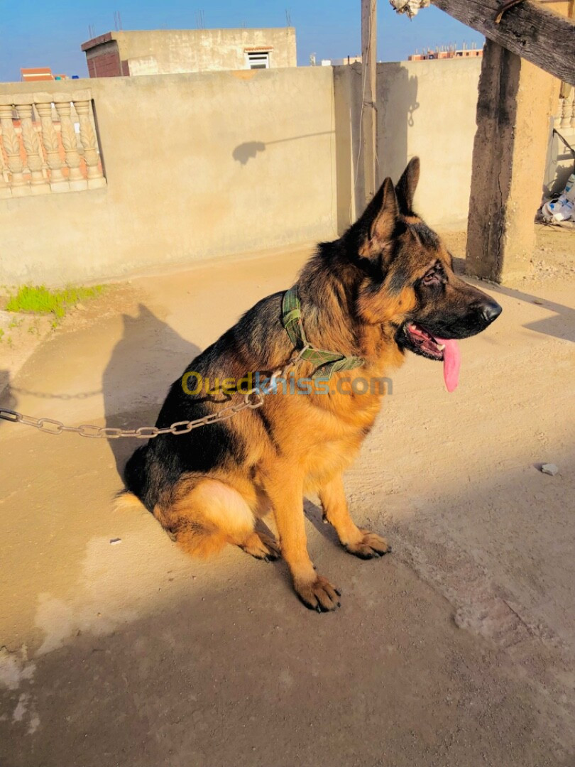 Chien berger allemand bon caractère 