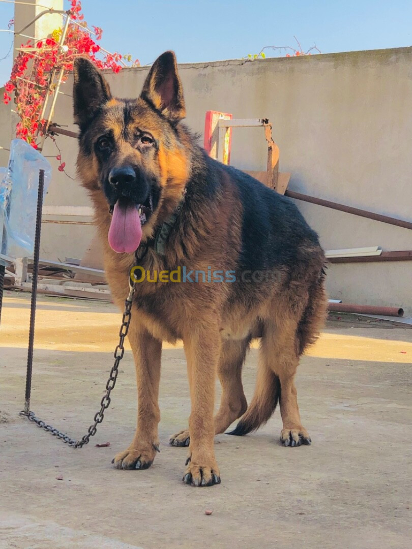 Chien berger allemand bon caractère 