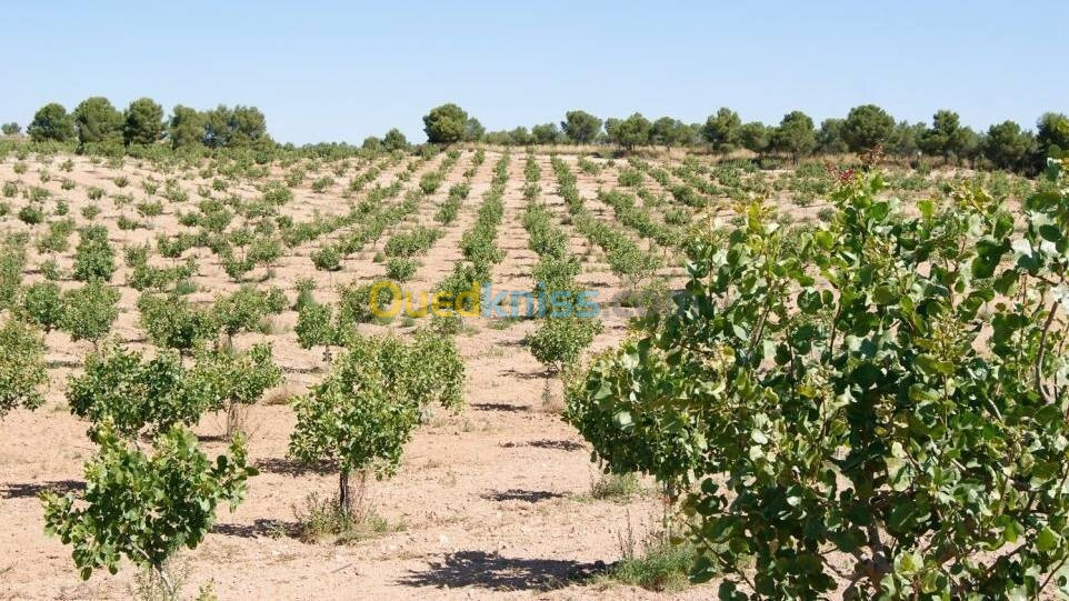 vente des arbres des fruits secs