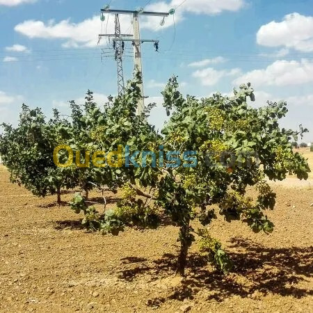 vente des arbres des fruits secs