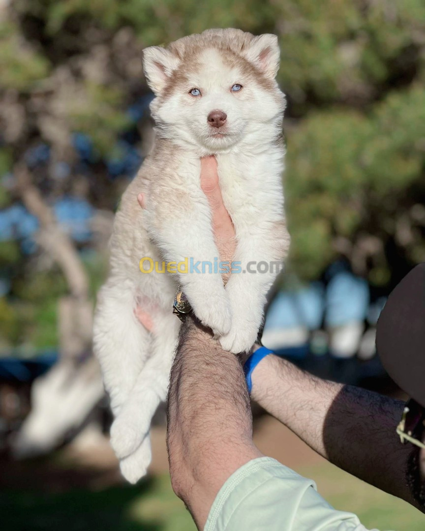 Husky malamute 