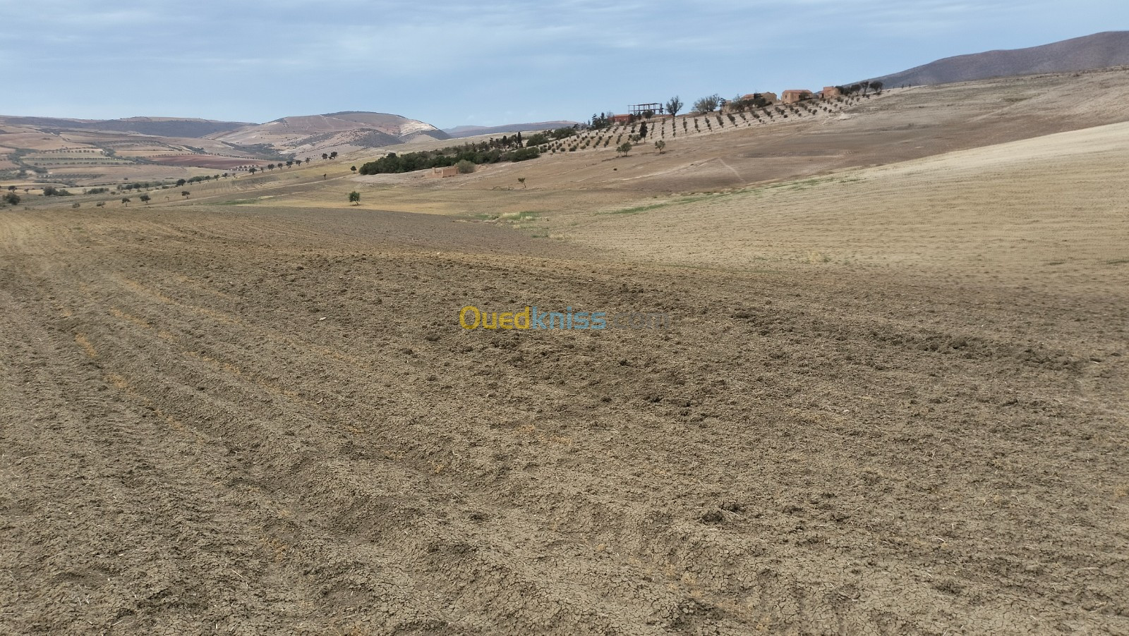 Vente Terrain Agricole Oran Ain el kerma