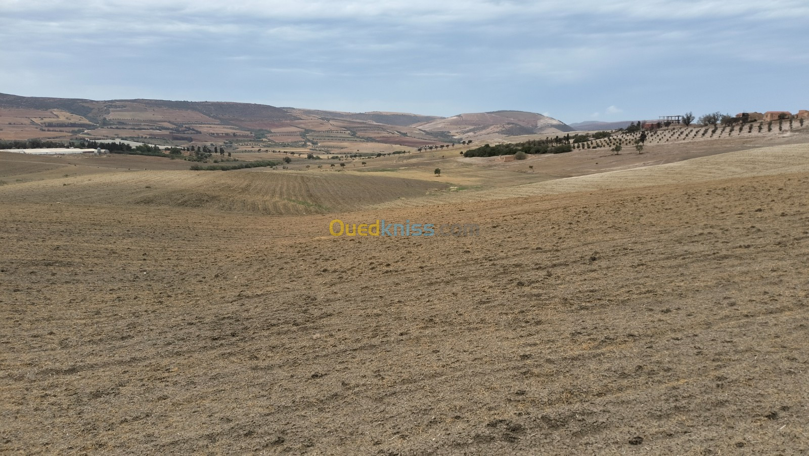 Vente Terrain Agricole Oran Ain el kerma