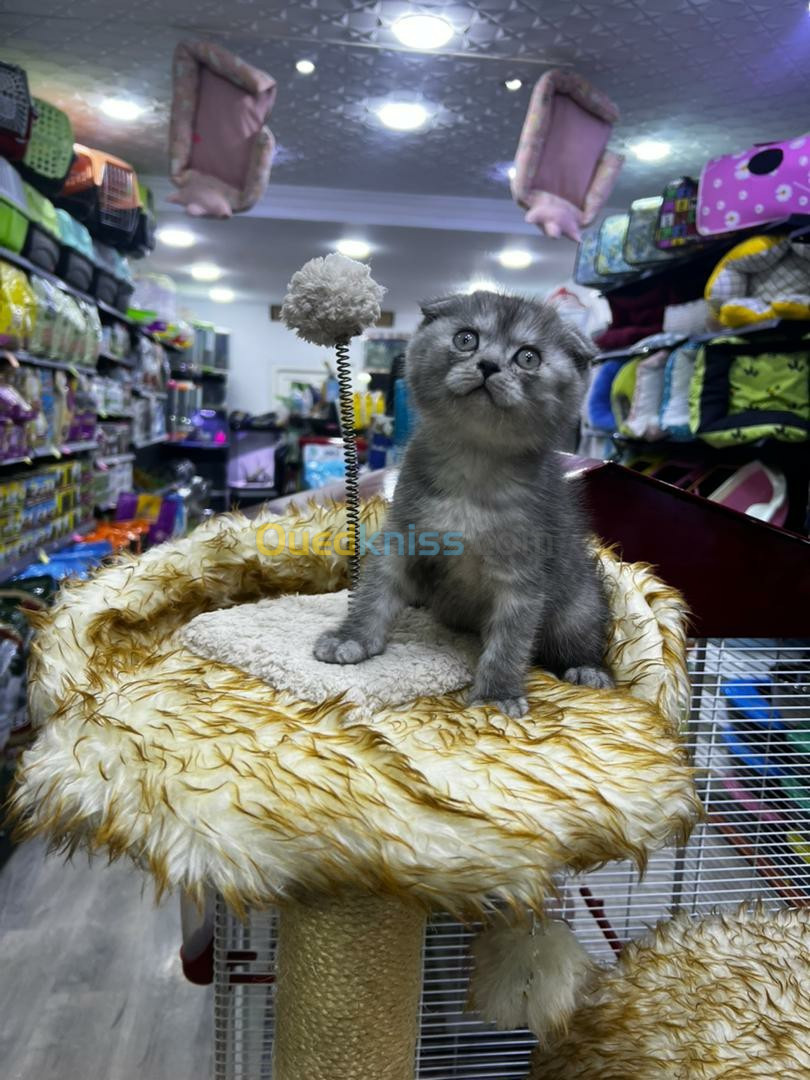 Scottish fold 