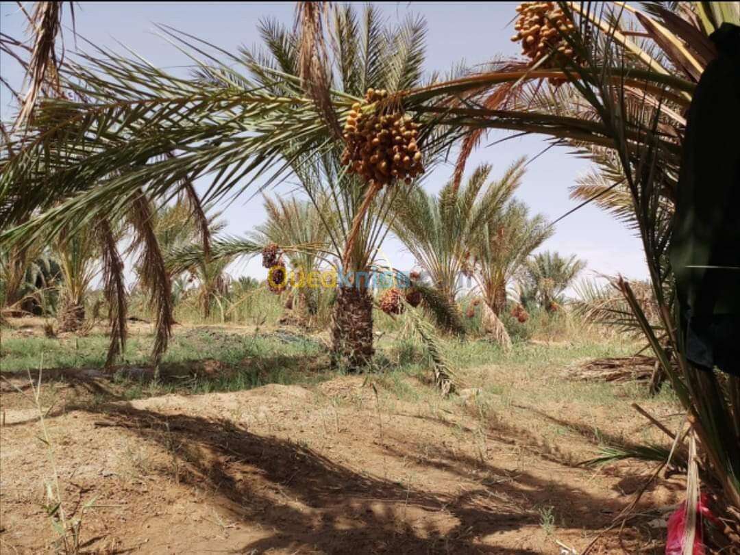 Vente Terrain Agricole Ouargla Ain beida