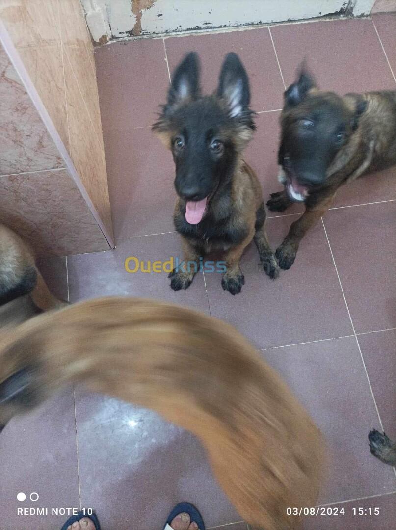 Chiots malinois