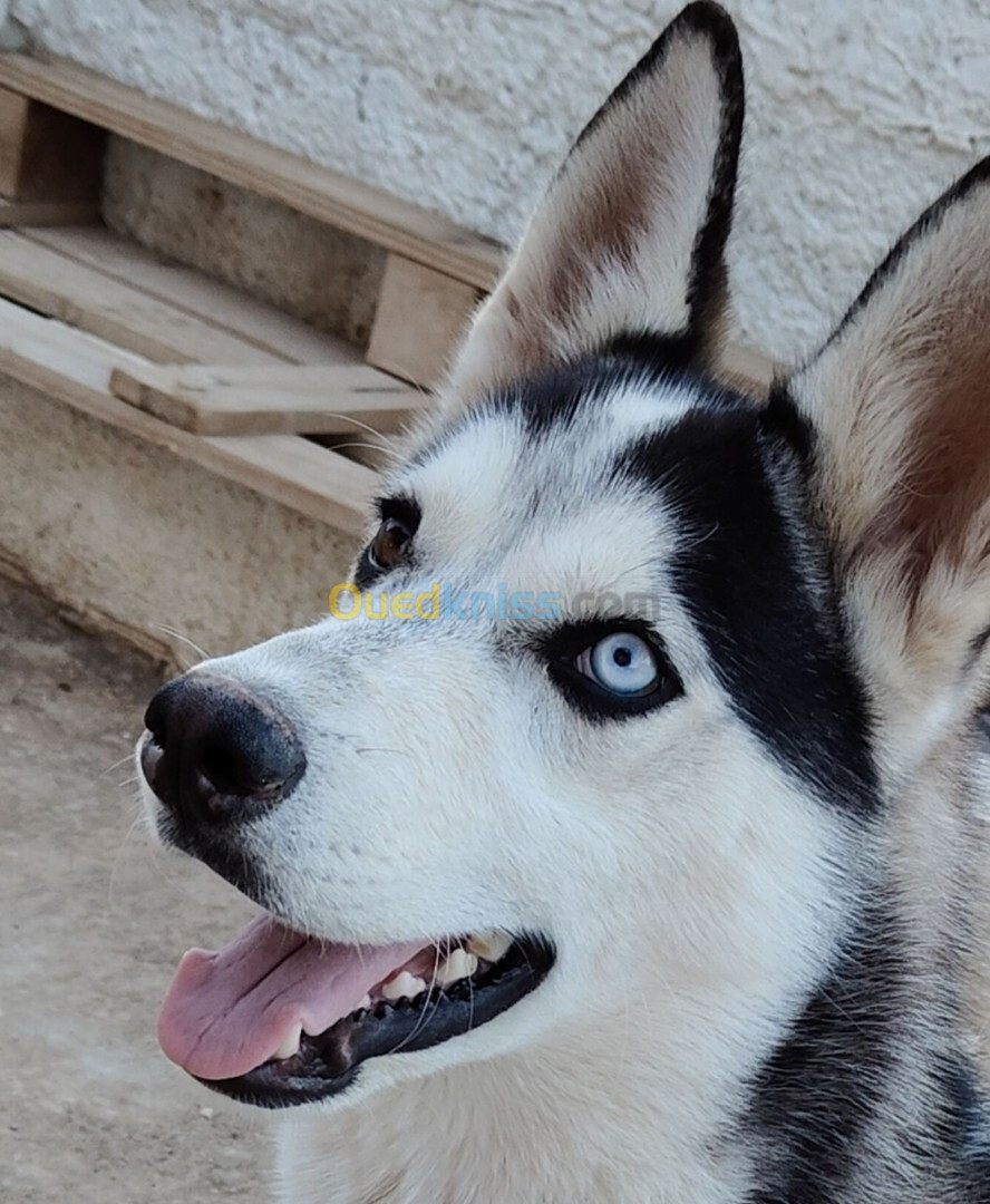 Husky male 8 mois 