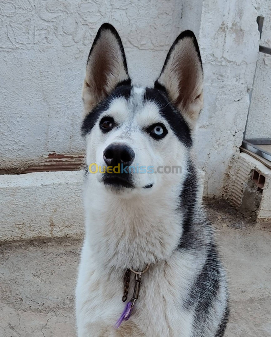 Husky male 8 mois 