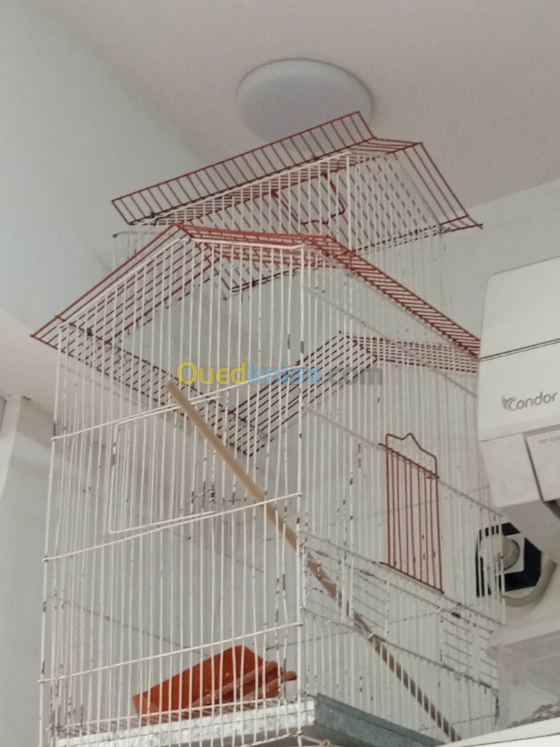 cage oiseau 