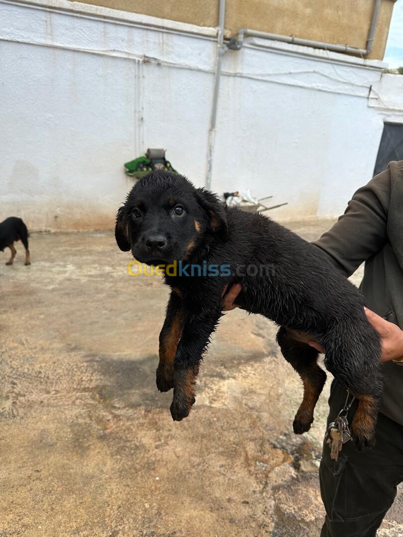 Rottweiler allemand De deux mois avec carnet de santé