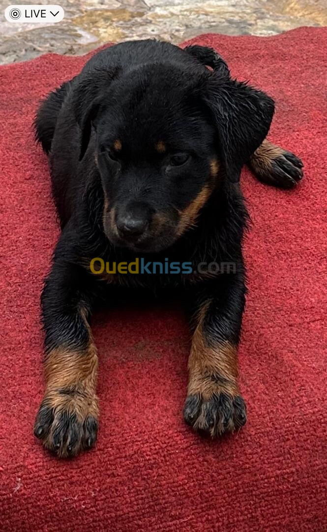 Rottweiler allemand De deux mois avec carnet de santé