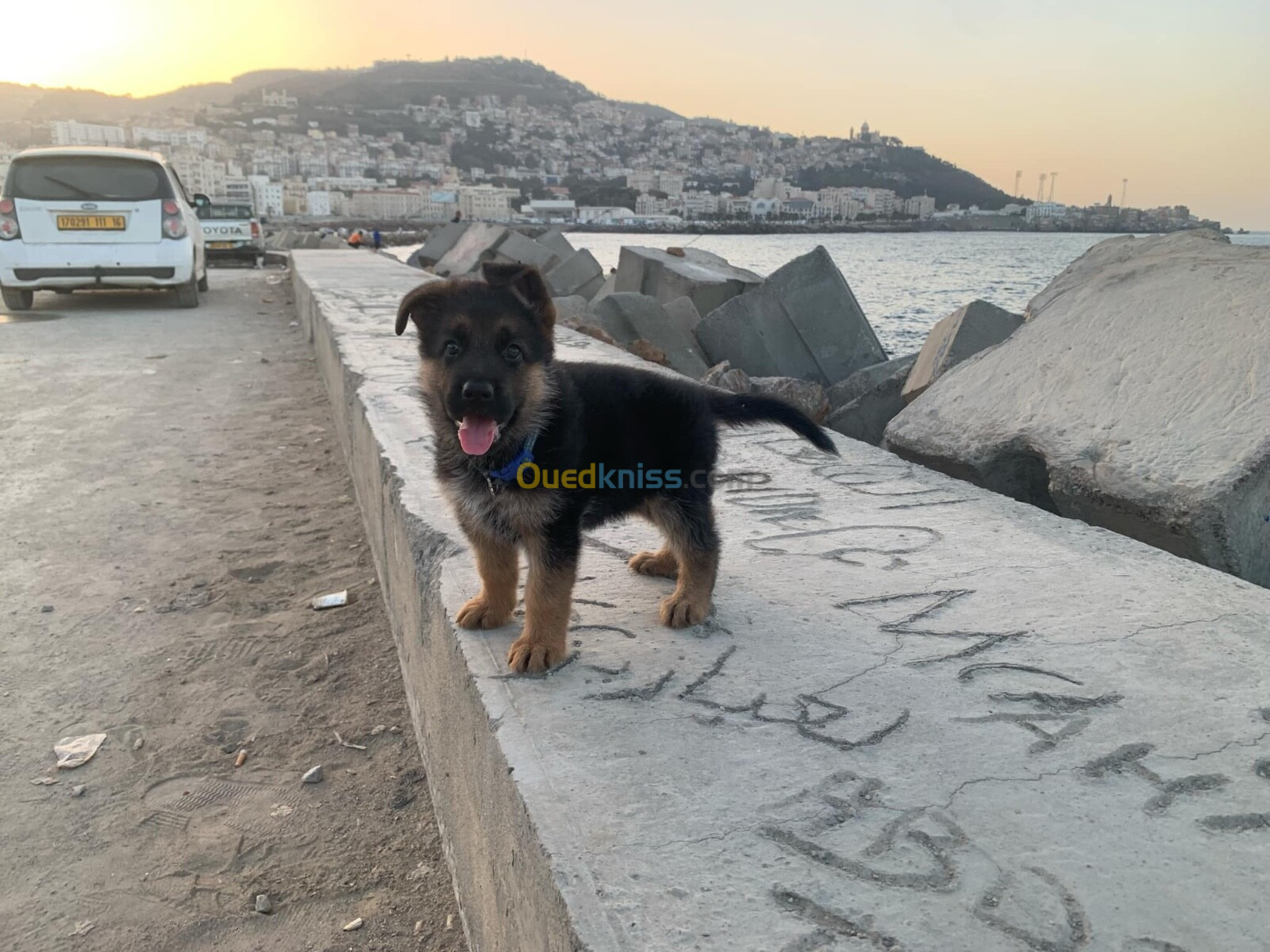 Chiot berger allemand 