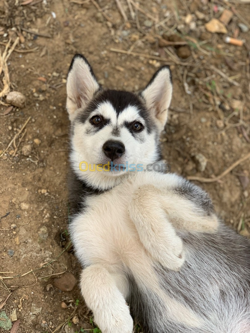 Chiot husky