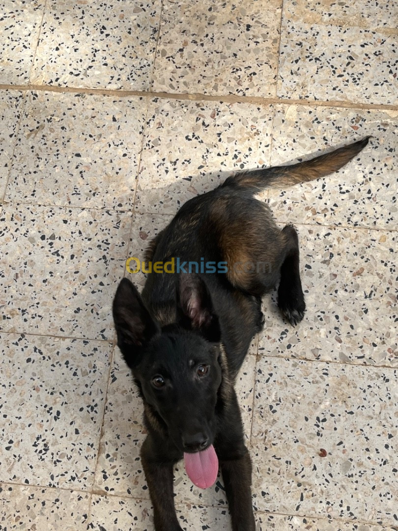 Malinois bleu mexicain fumel avec carner 