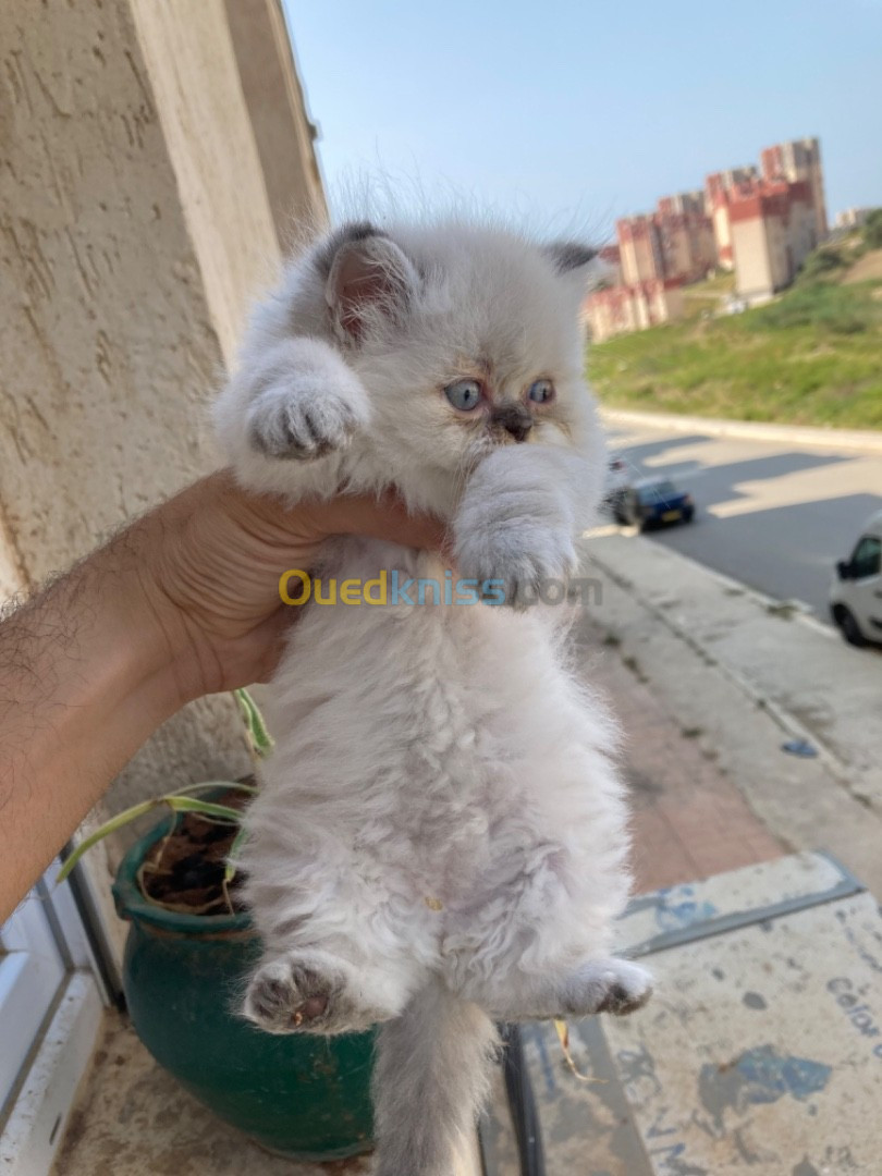 Chaton persian himalayenne pure race