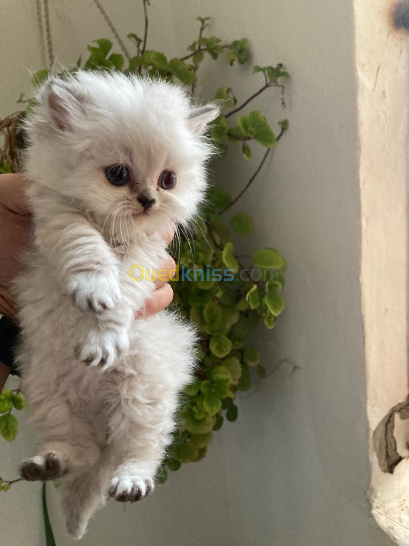 Chaton persian himalayenne pure race