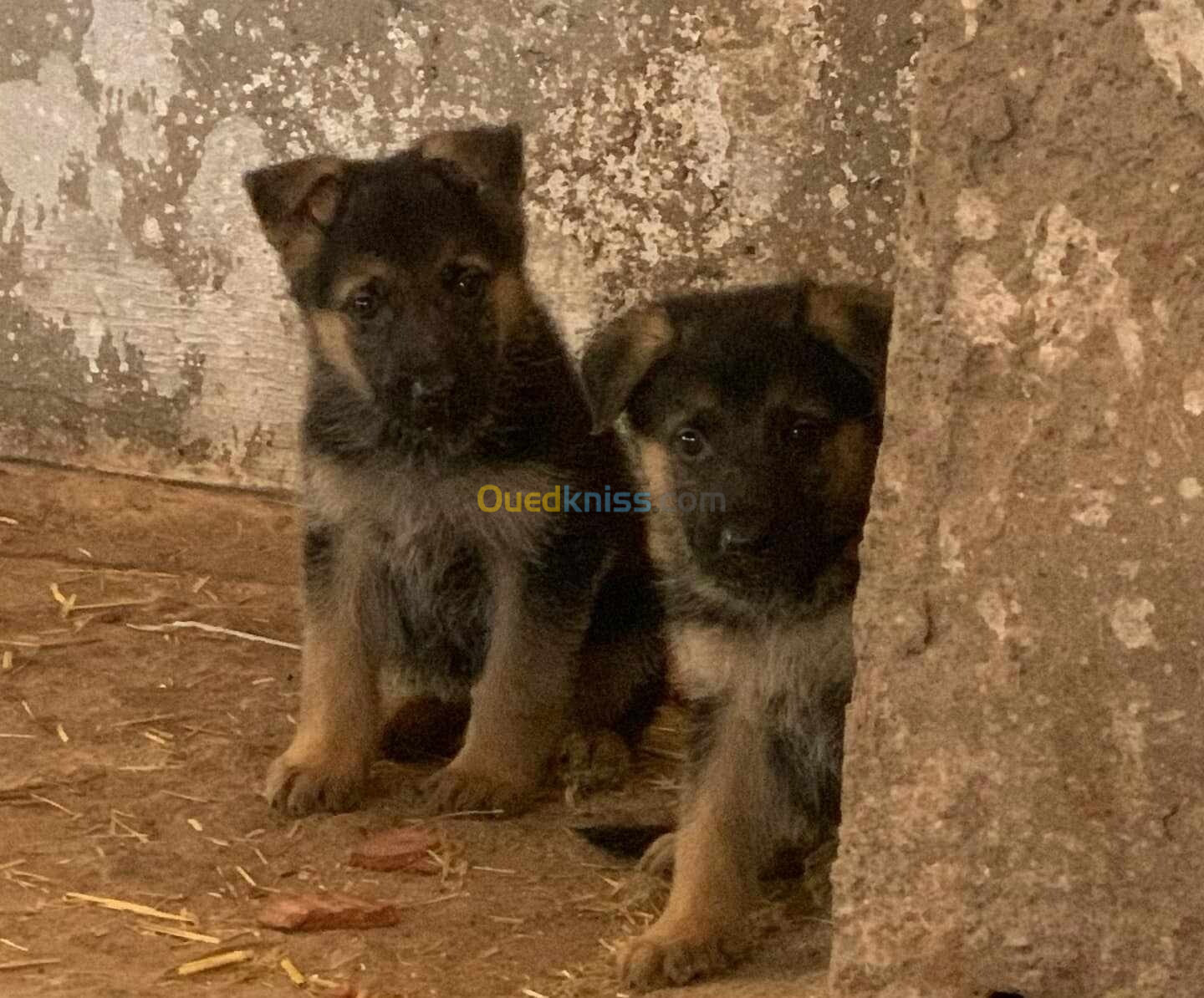 Chiots Berger Allemand 