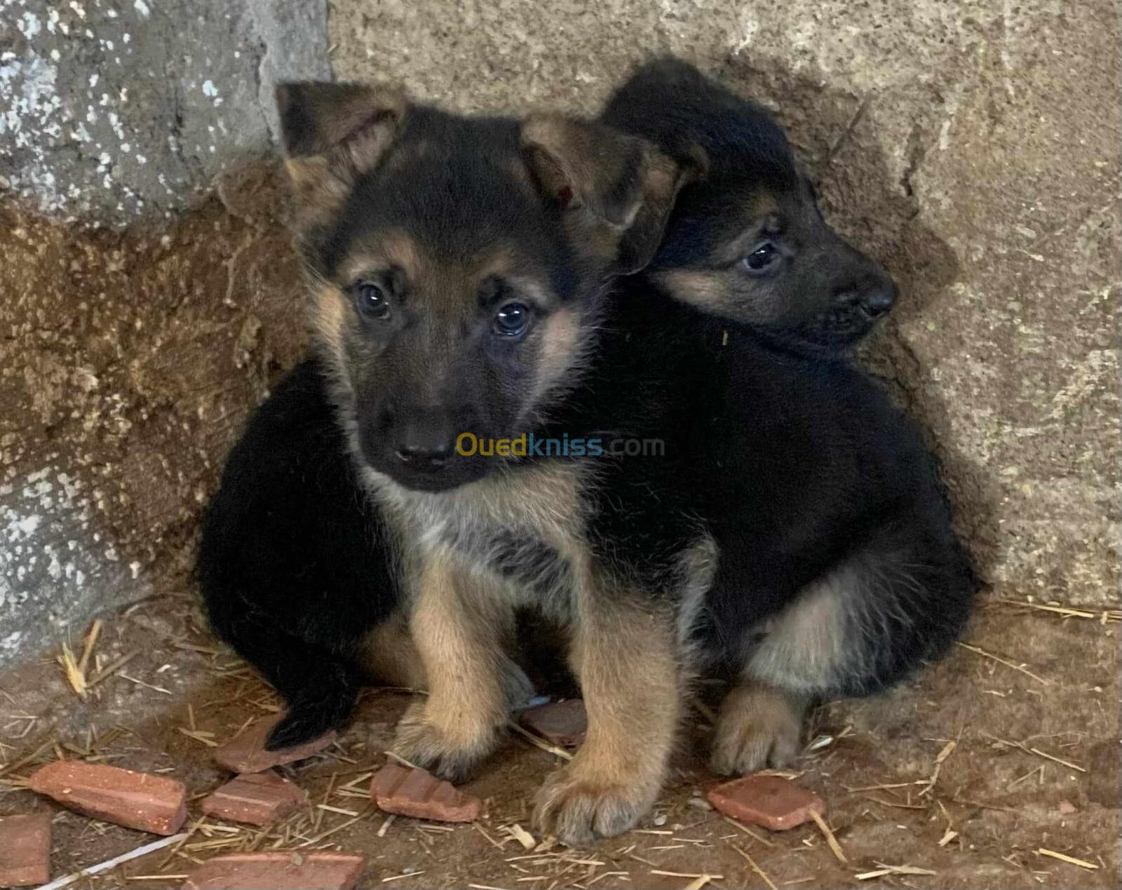 Chiots Berger Allemand 