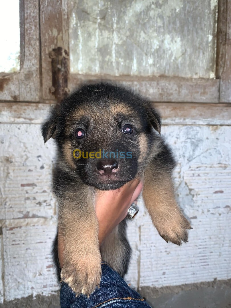 Chiot Berger Allemand 