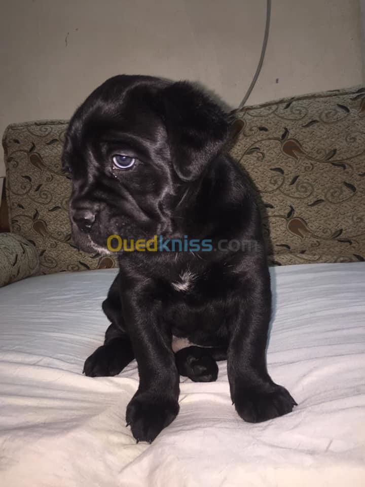 Cane corso chiot 