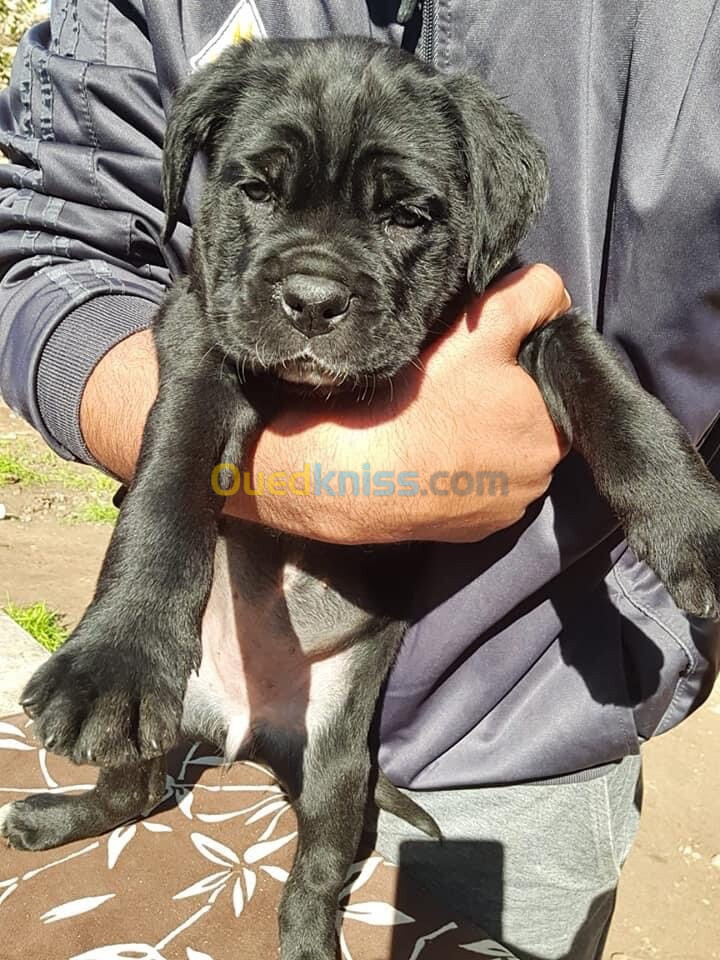 Cane corso chiot 