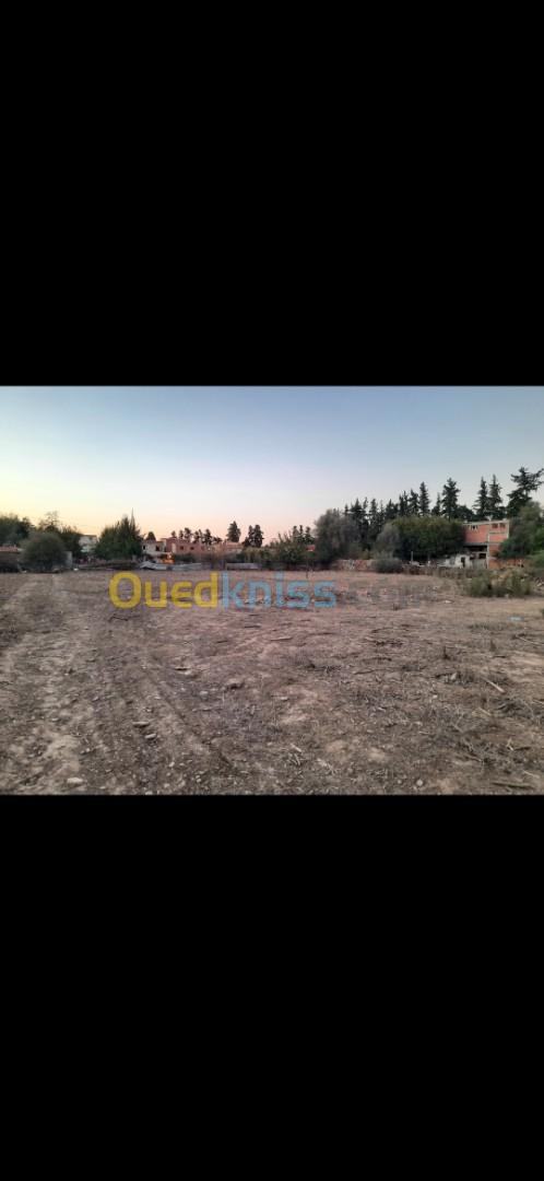 Vente Terrain Blida Blida