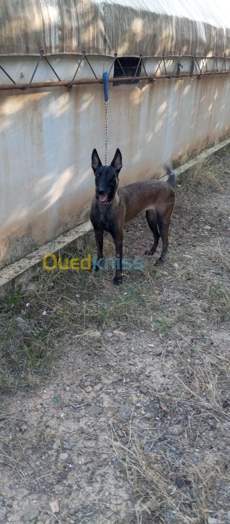 Femelle malinois 