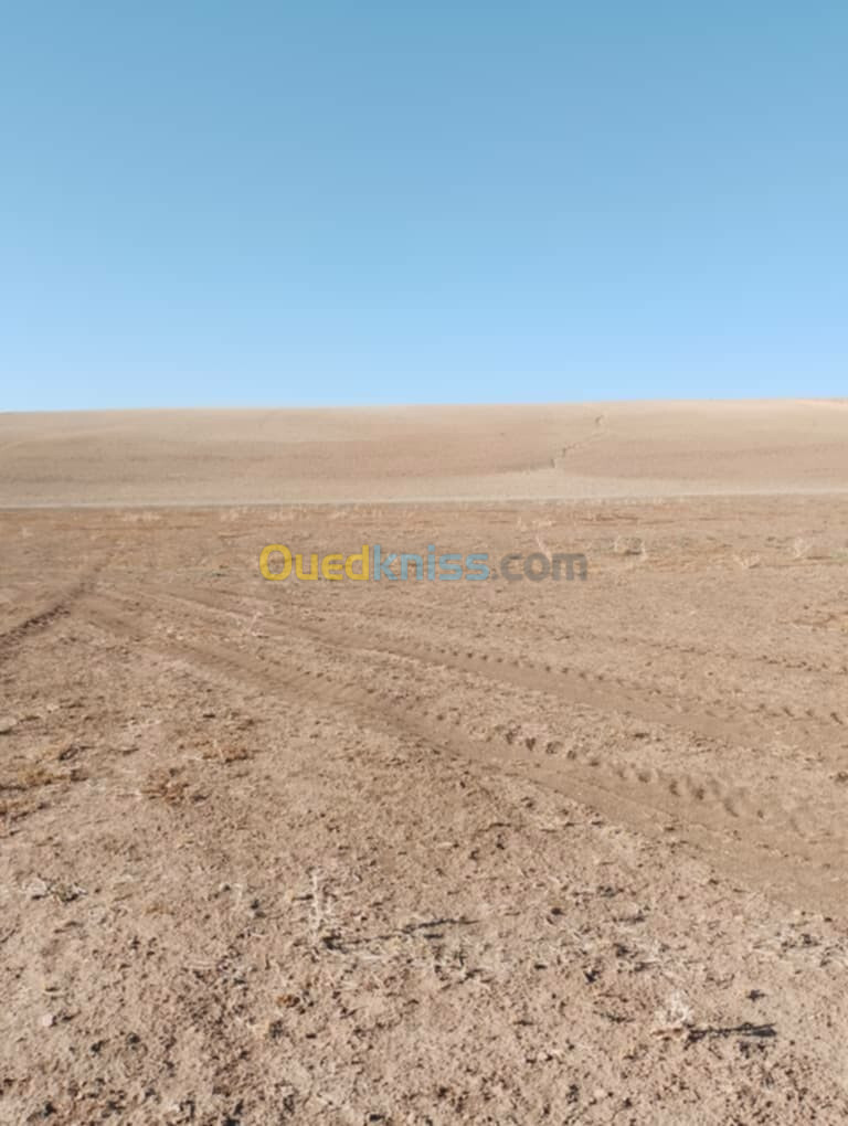 Vente Terrain Agricole Sidi Bel Abbès Sehala thaoura