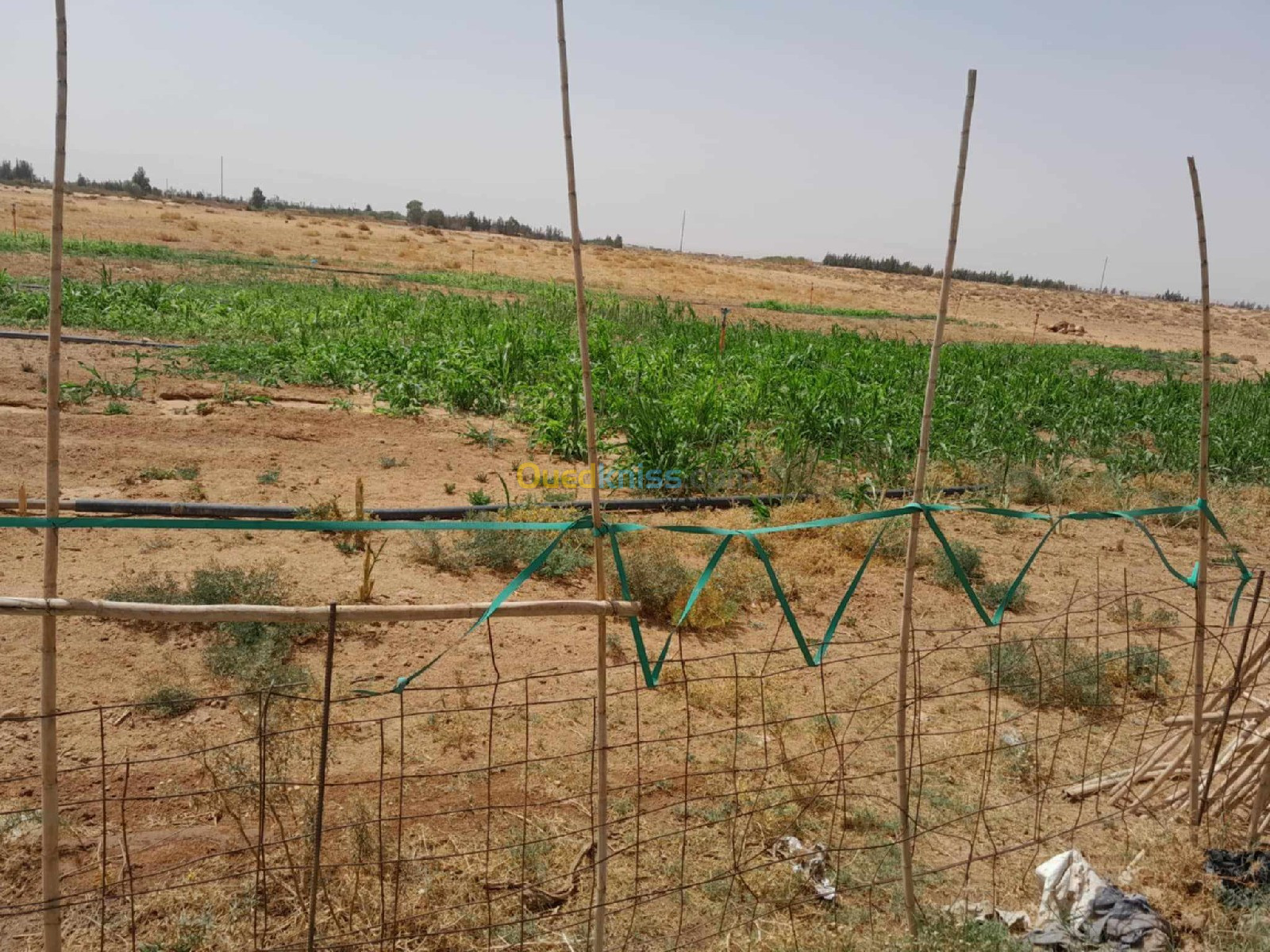 Vente Terrain Agricole Djelfa Zaafrane