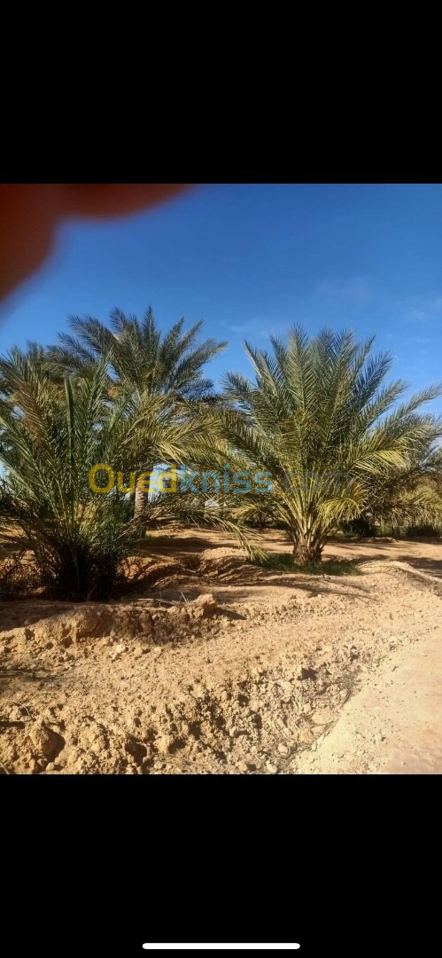 Vente Terrain Biskra Biskra