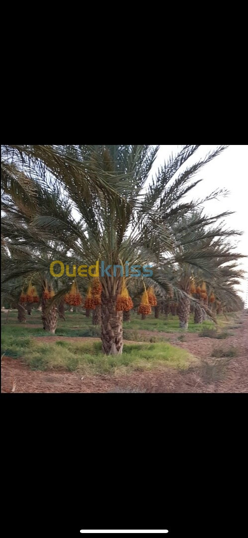 Vente Terrain Biskra Biskra