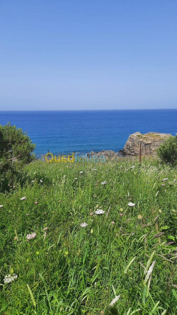 Vente Terrain Annaba Chetaibi