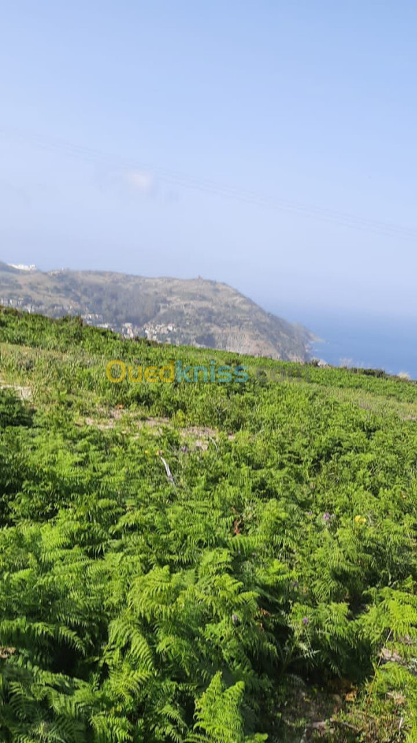 Vente Terrain Annaba Chetaibi