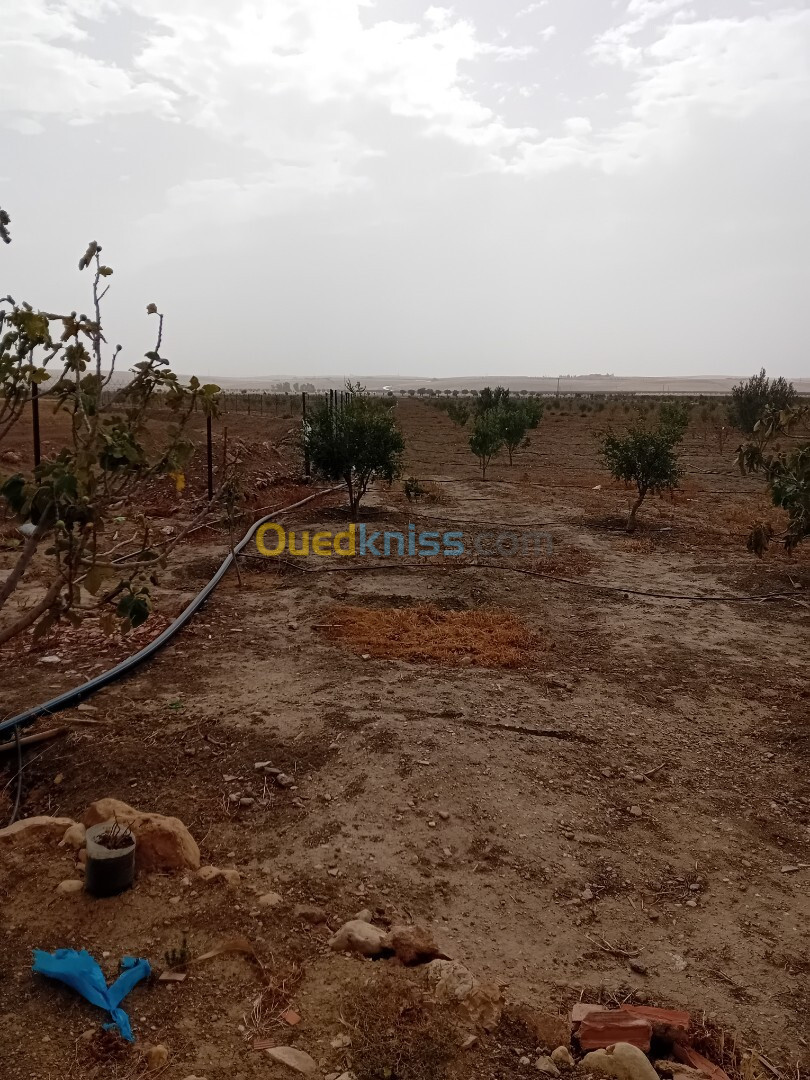 Vente Terrain Sidi Bel Abbès Sidi bel abbes