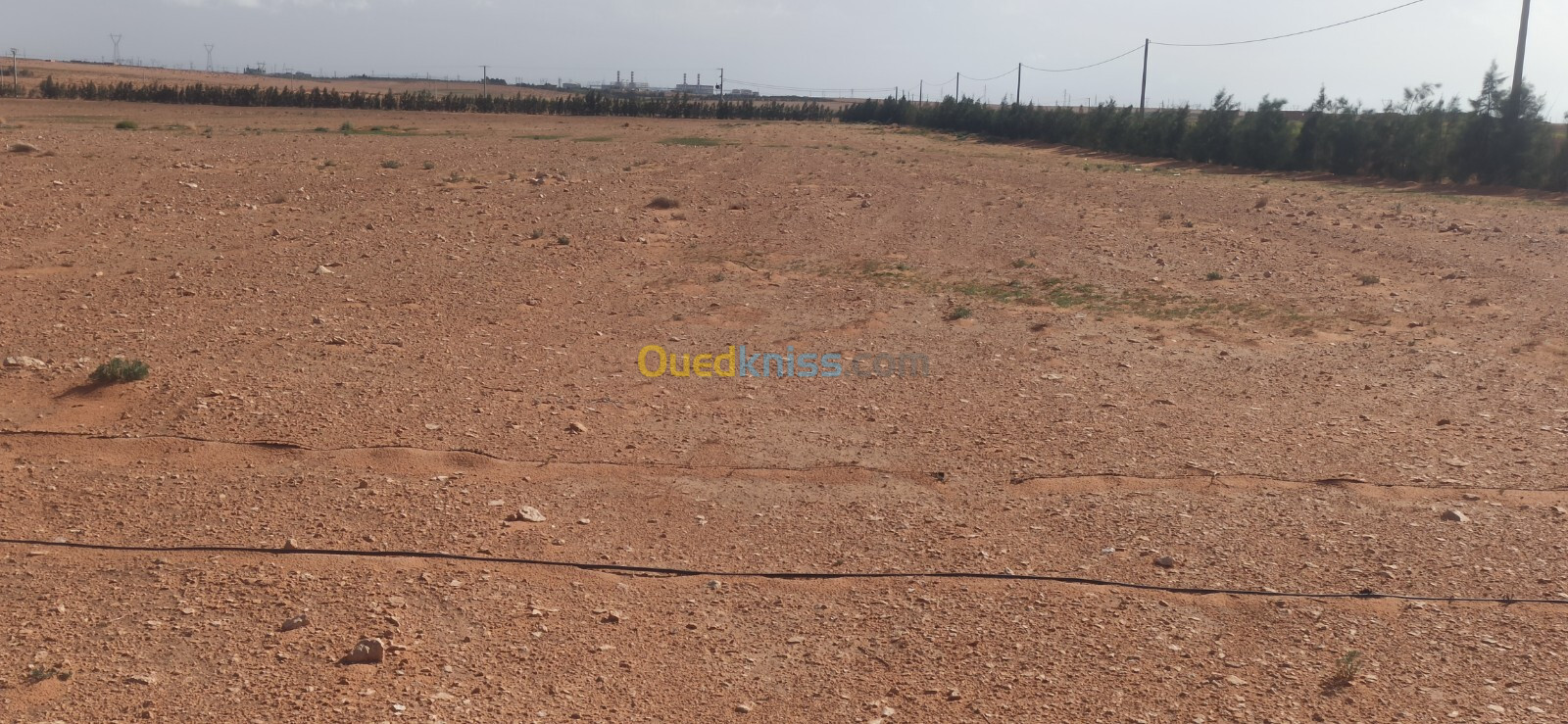 Vente Terrain Agricole Djelfa Ain oussara