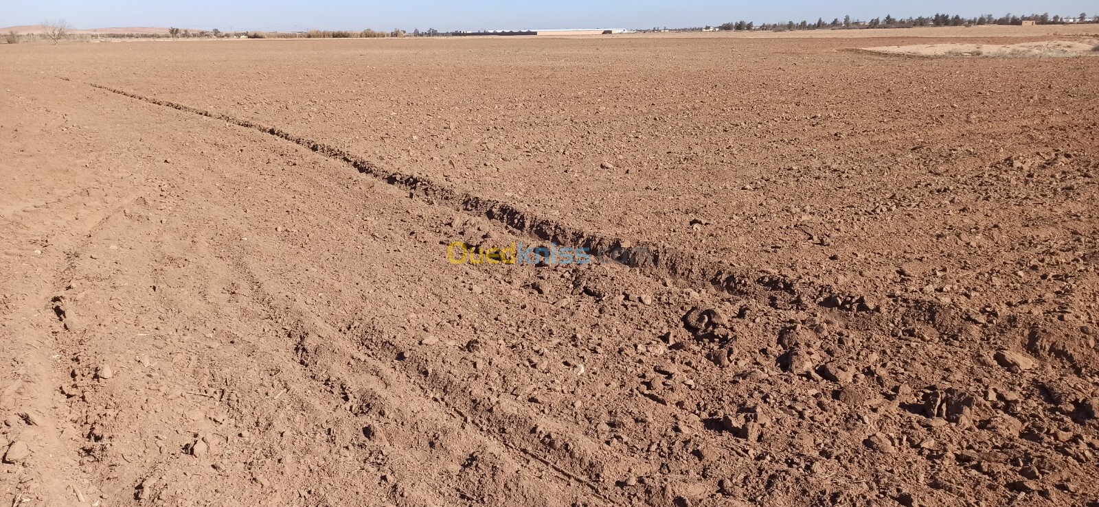 Vente Terrain Agricole Djelfa Ain oussara