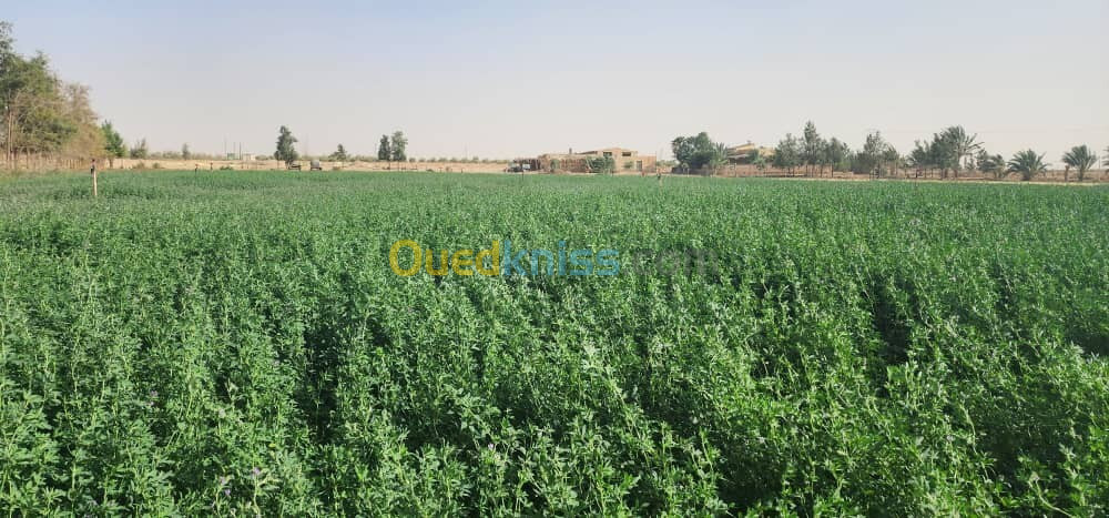 Vente Terrain Biskra Oumache