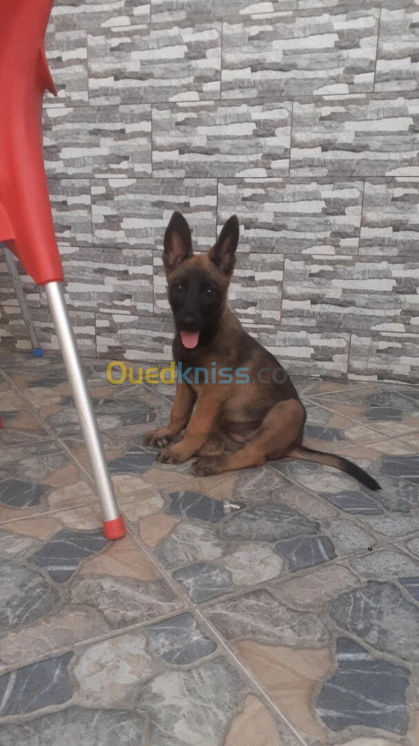 Femelle malinois 