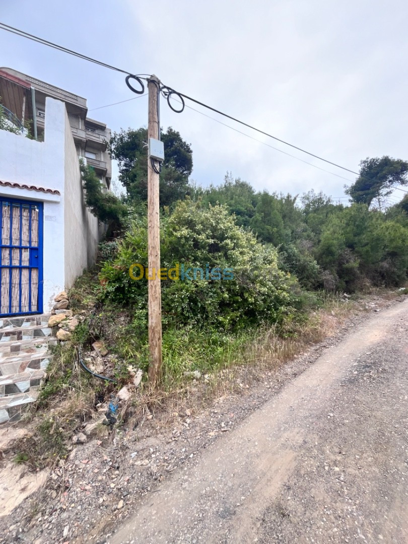 Vente Terrain Tipaza Larhat